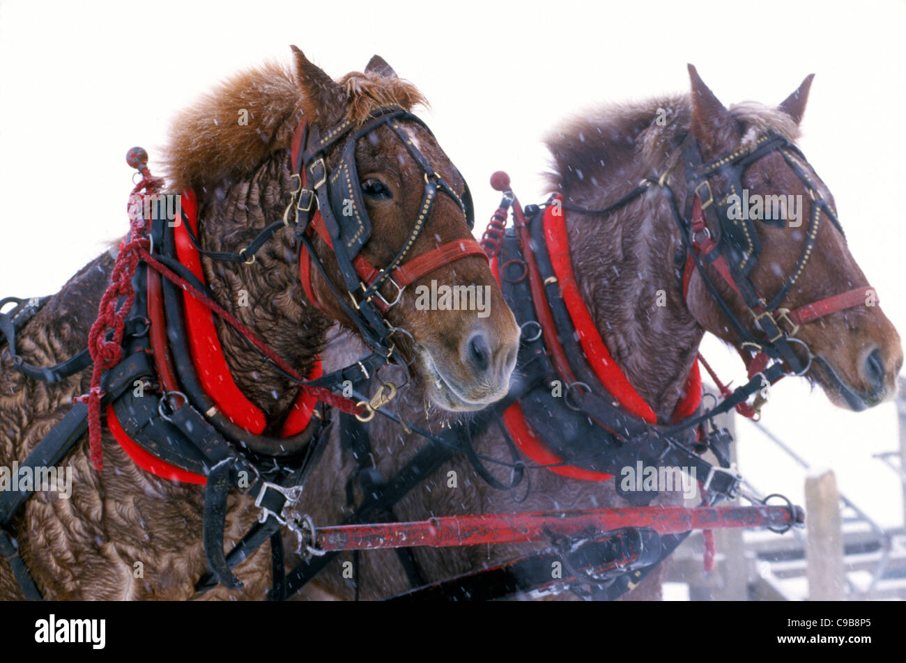 A pair of harnessed horses are oblivious to falling snow as they pull a sleigh with tourists during a cold winter day in Jackson Hole, Wyoming, USA. Stock Photo
