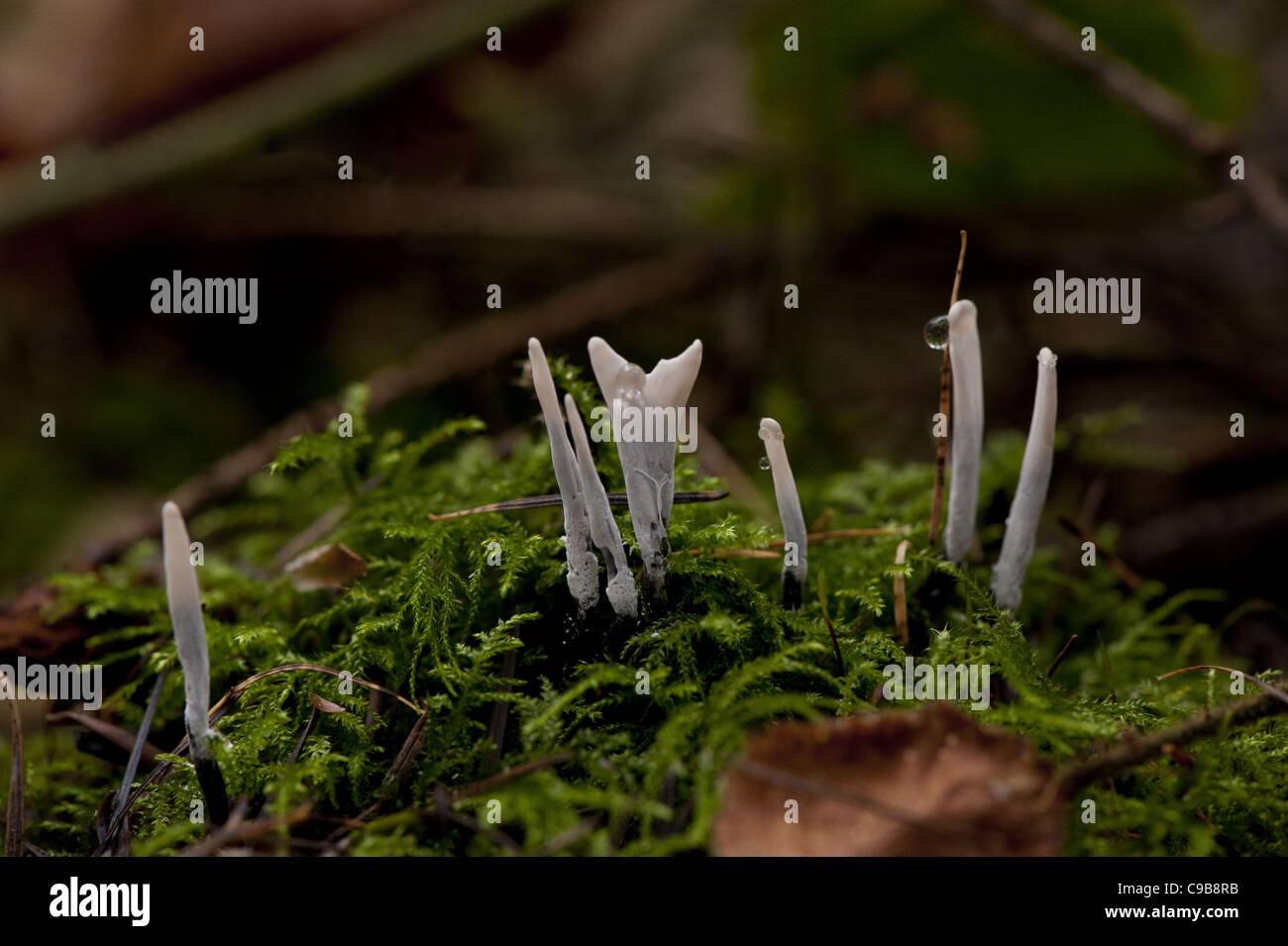 candle snuff fungi grouped on moss, with dew. Stock Photo