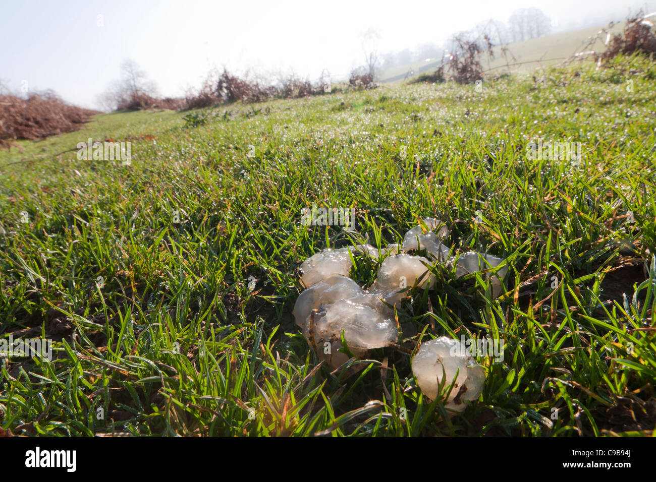 Mysterious unidentified jelly substance lying on the grass on the