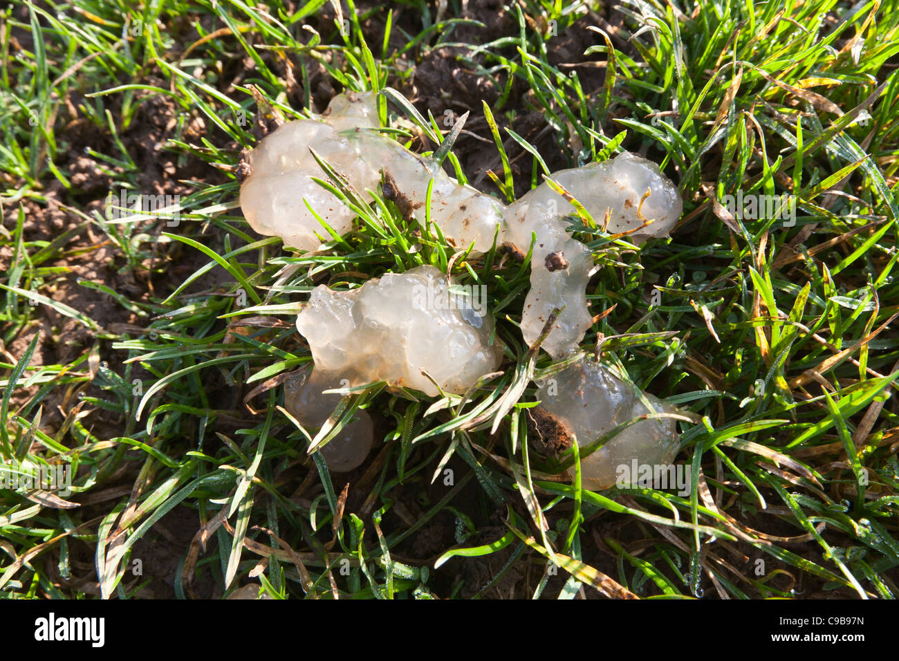 Mysterious unidentified jelly substance lying on the grass on the Cumbrian Fells, Cumbria
