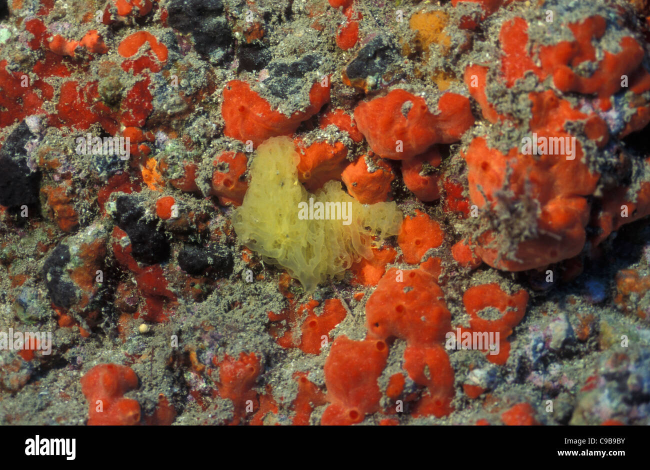 Yellow Clathrina (Clathrina clathrus - Leucosolenia coriacea) close to Orange-red encrusting sponge (Crambe crambe) Stock Photo