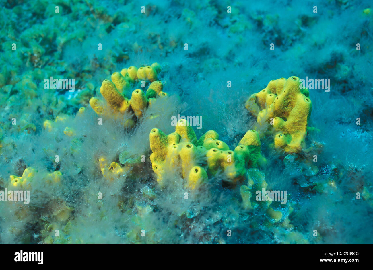 Goldsponge Golden sponge Sulfur sponge (Verongia aerophoba