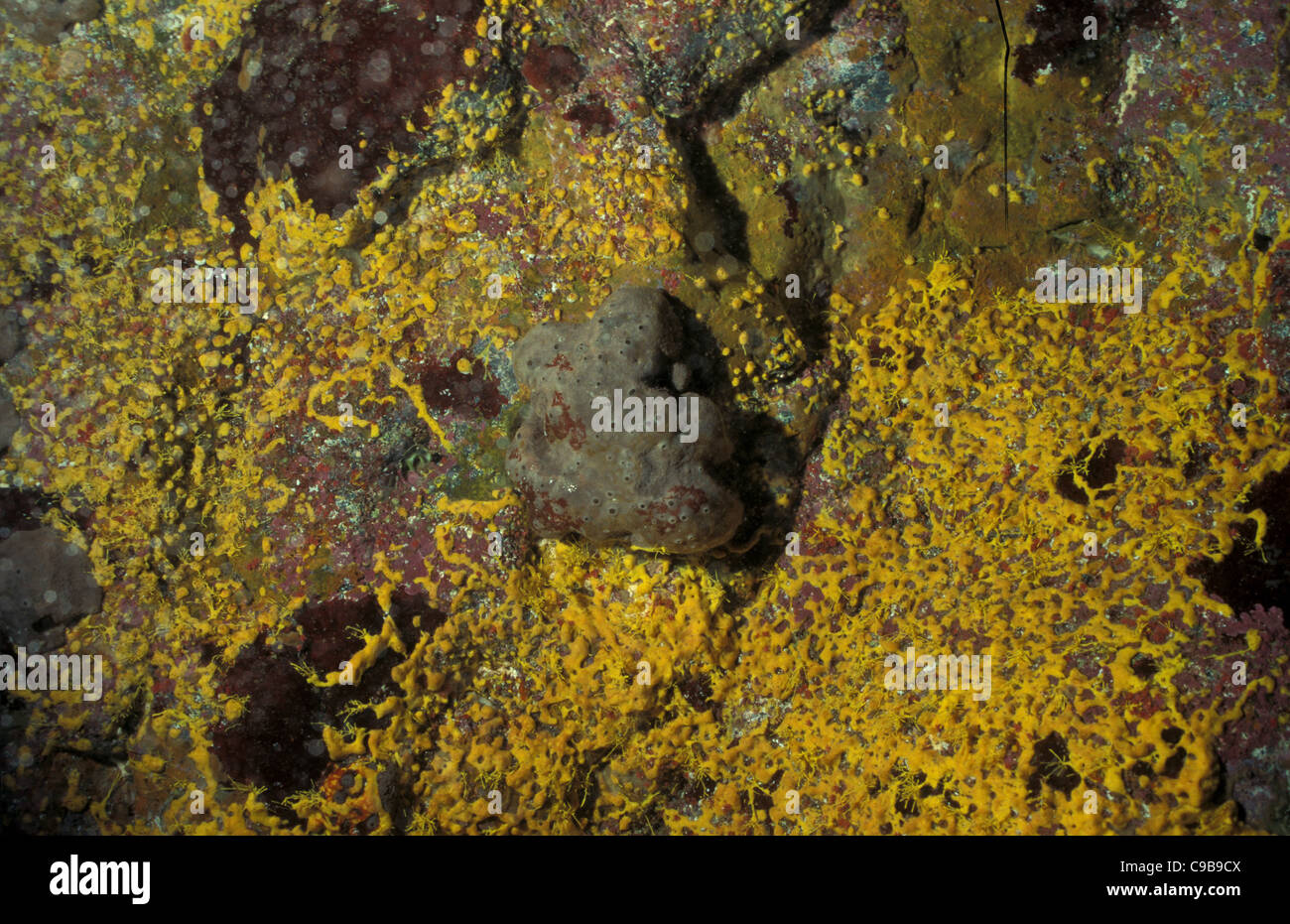 Bath sponge (Spongia officinalis - Euspongia officinalis) Mediterranean sea Var - France Stock Photo
