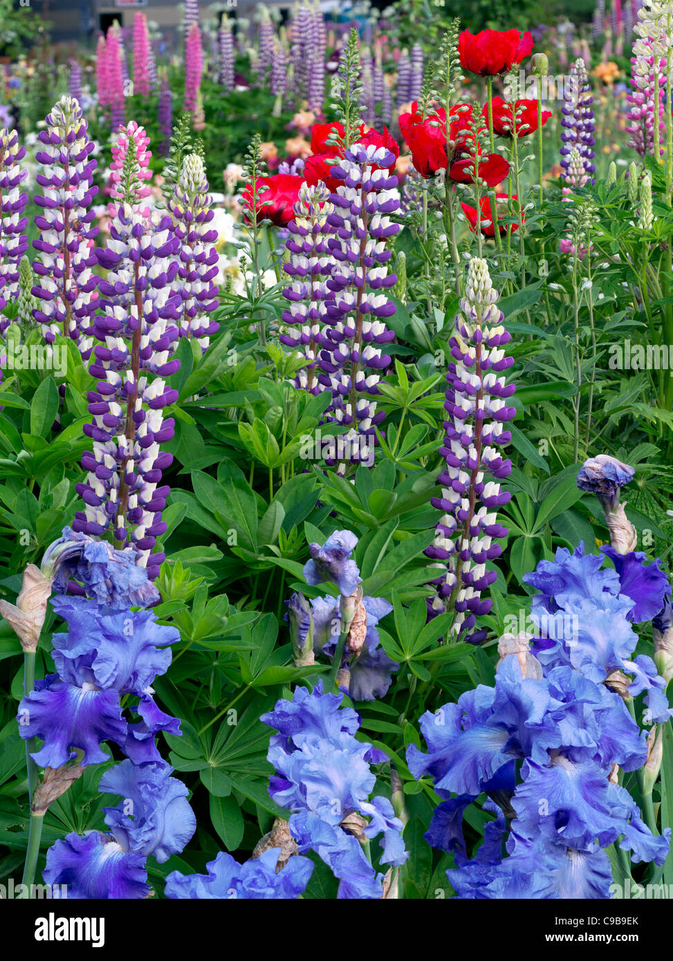 Iris and lupine at Schreiner's iris Gardens. Brooks, Oregon Stock Photo -  Alamy