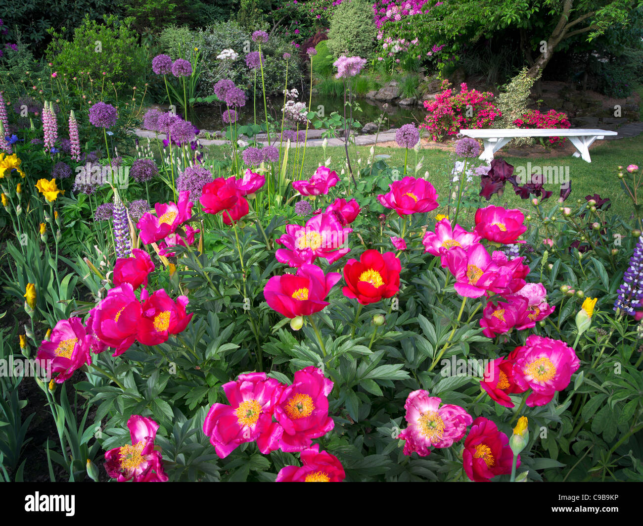 Peony at Schreiner's iris Gardens. Brooks, Oregon Stock Photo Alamy