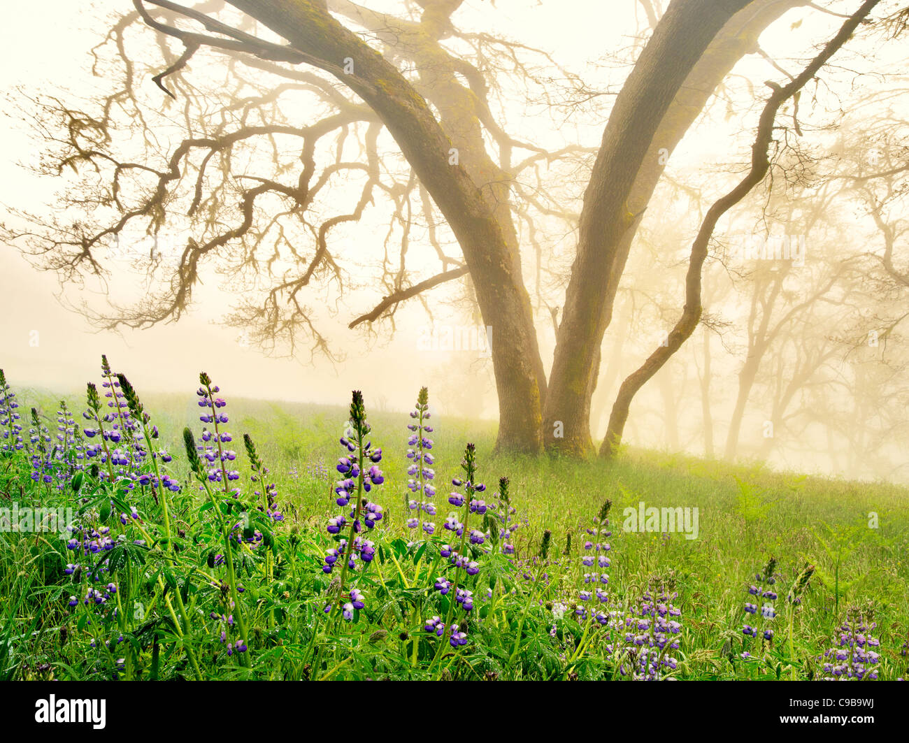 Oak tress and lupines in rain with fog. Redwood National and State Parks, California Stock Photo