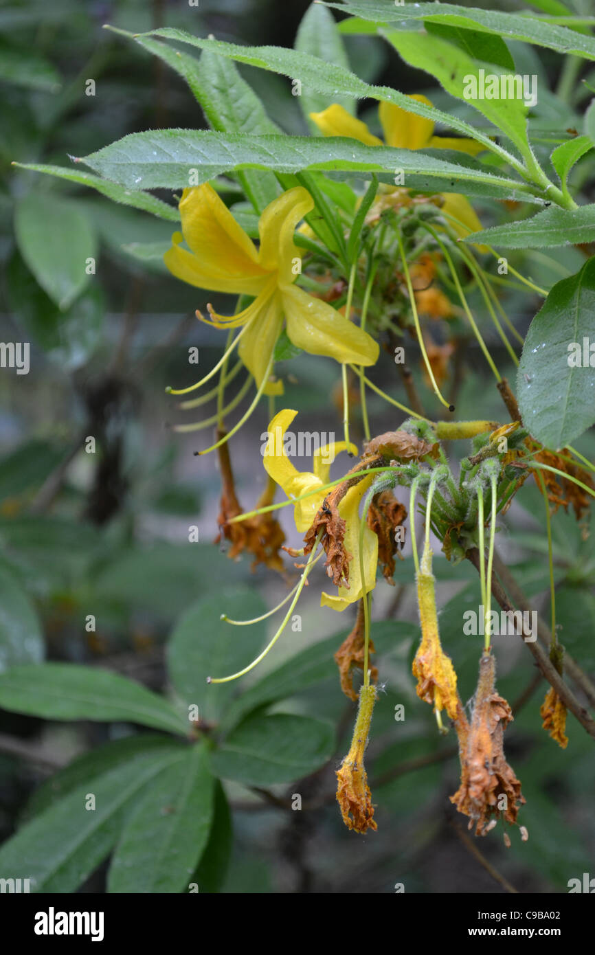 collection of flowers Stock Photo Alamy