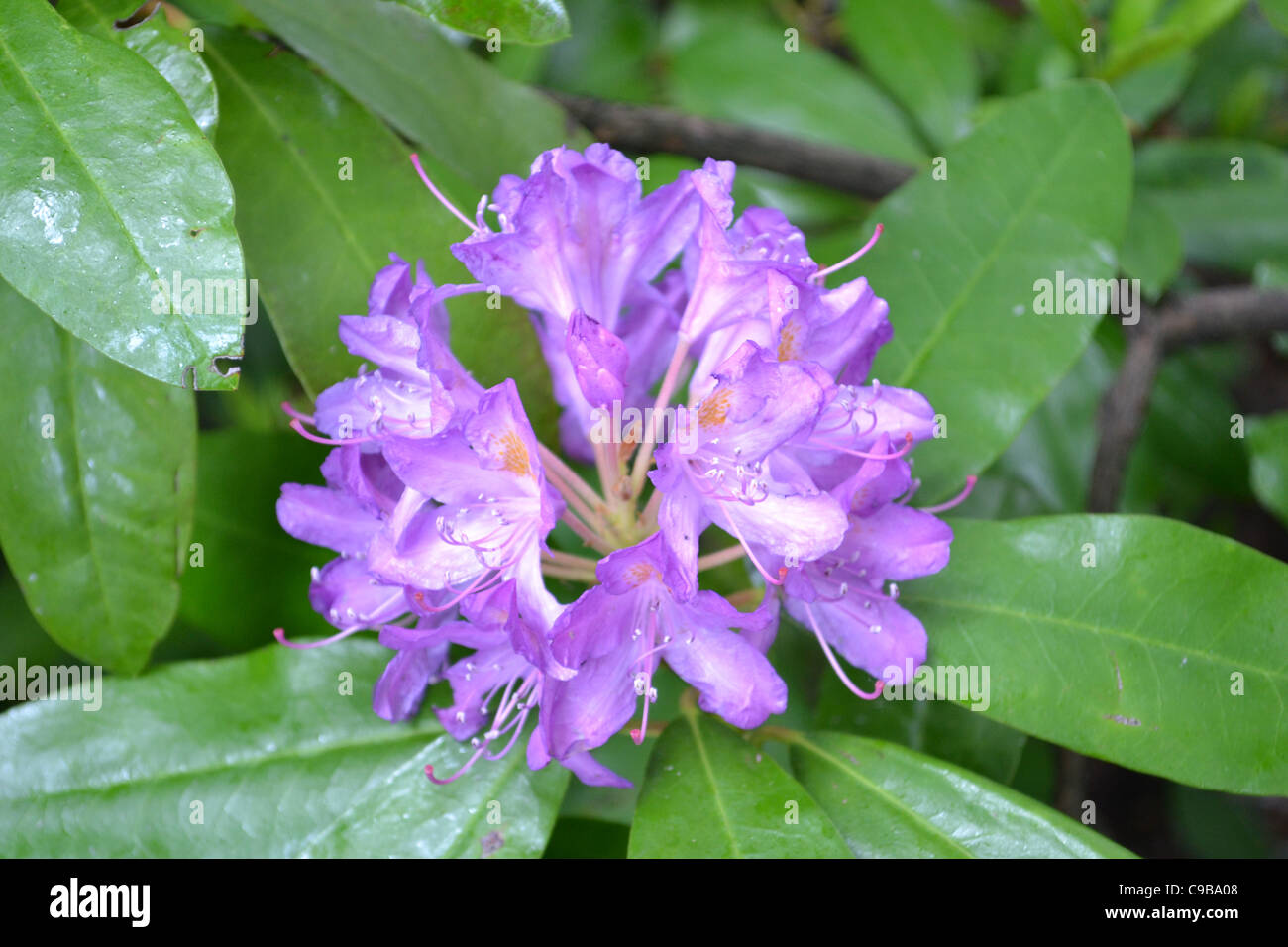 collection of flowers Stock Photo Alamy