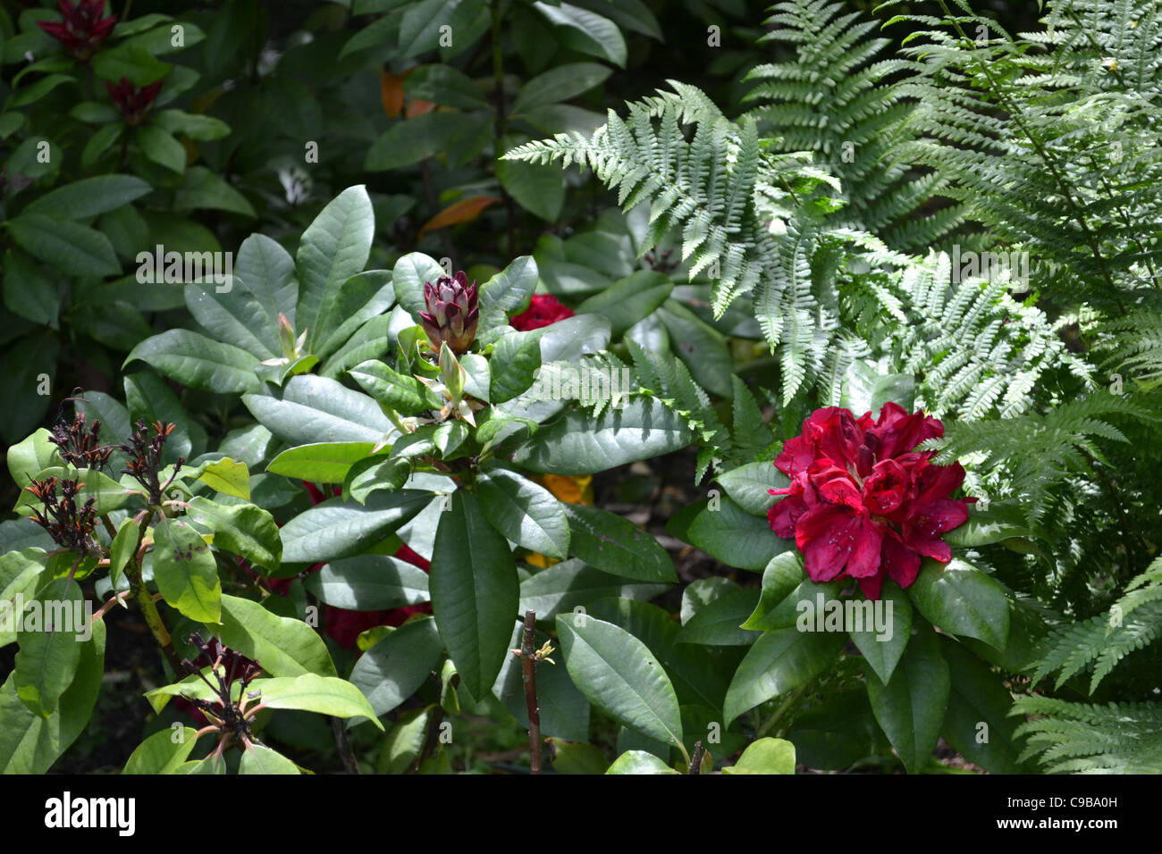 collection of flowers Stock Photo Alamy
