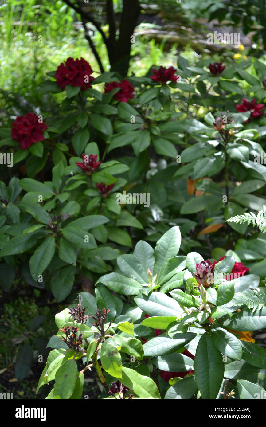 collection of flowers Stock Photo Alamy