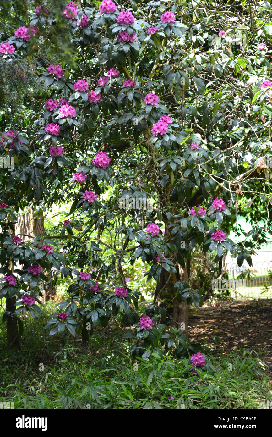 collection of flowers Stock Photo Alamy