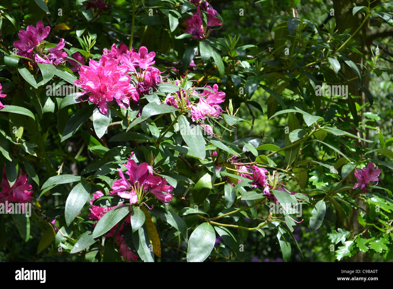 collection of flowers Stock Photo Alamy