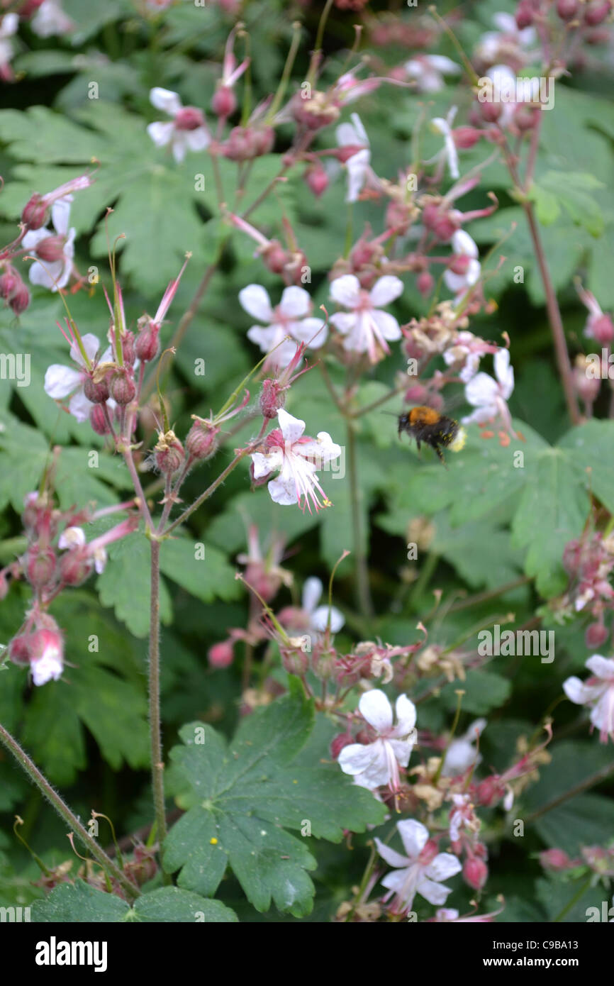 collection of flowers Stock Photo Alamy