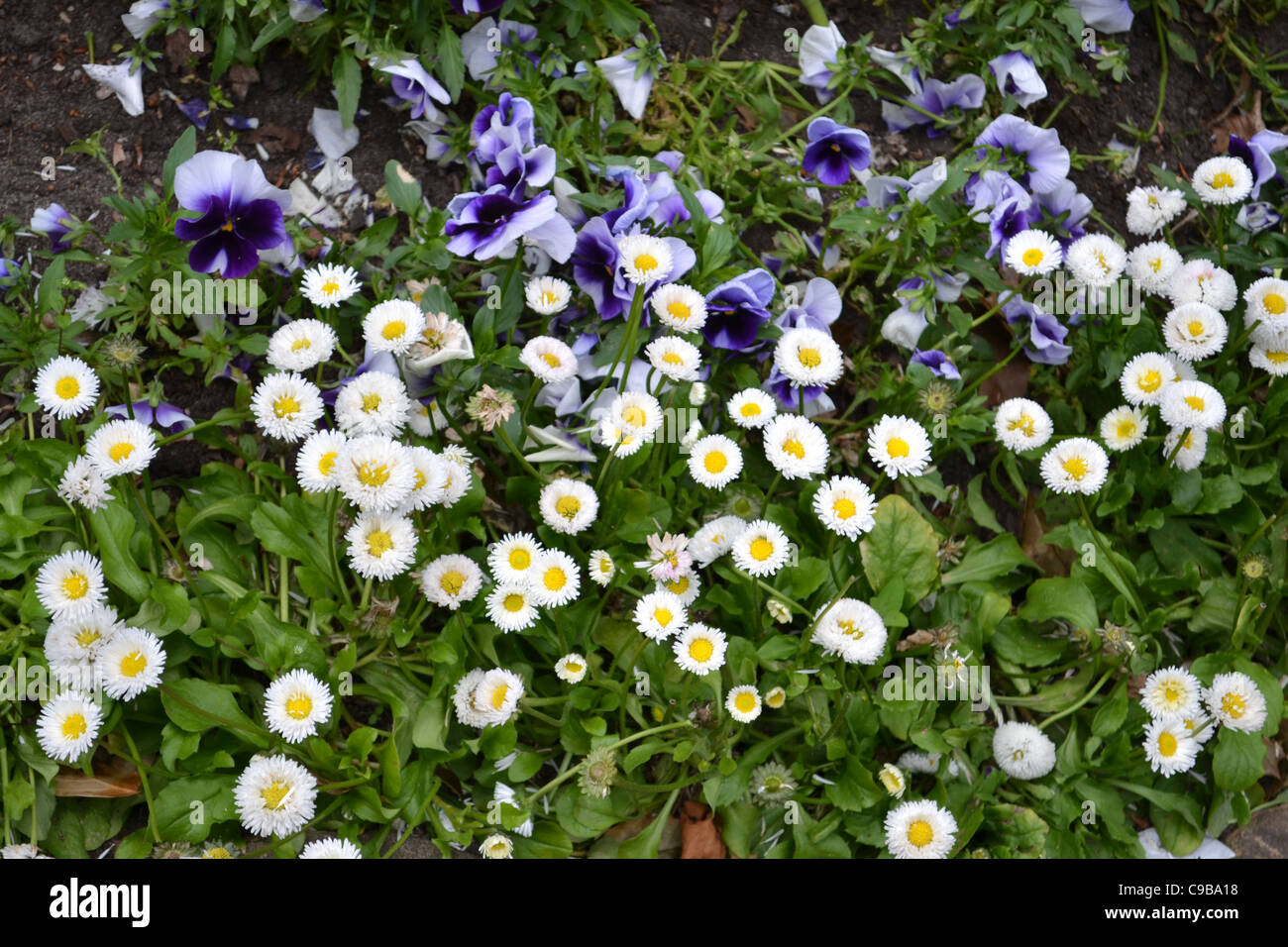 collection of flowers Stock Photo Alamy