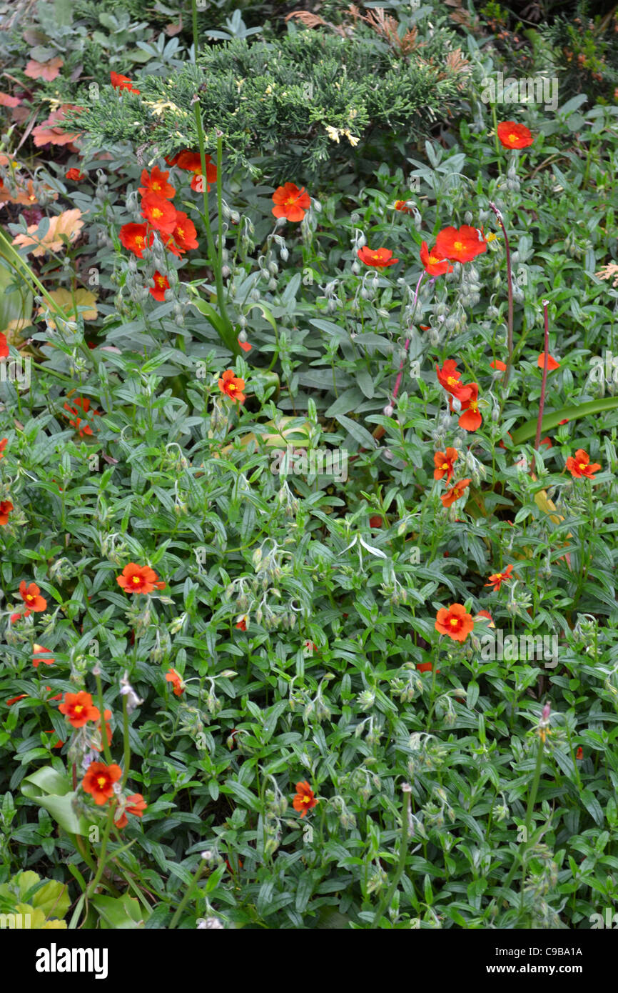 collection of flowers Stock Photo Alamy