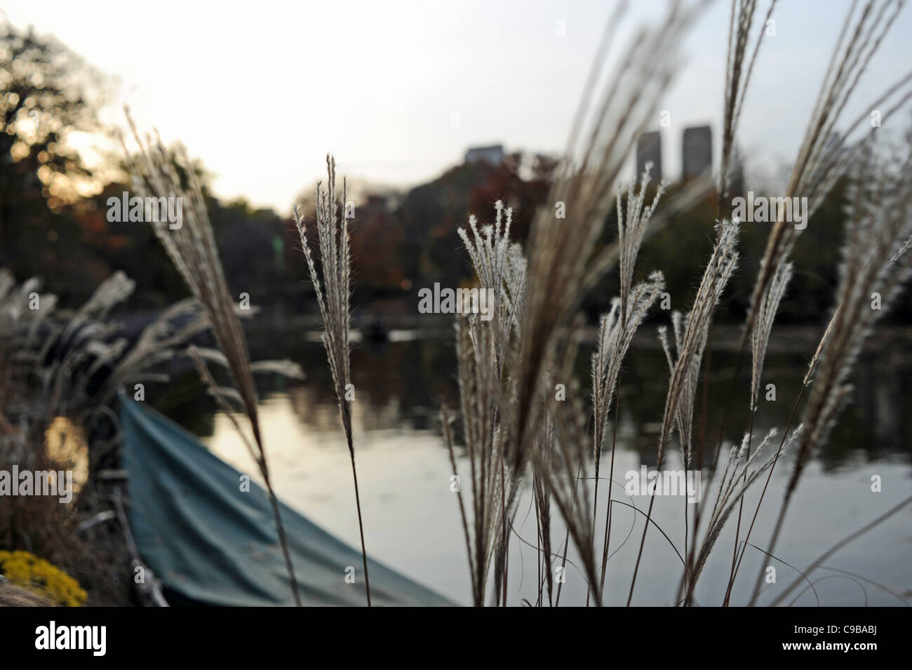 Grasses gently blowing in the breeze at the lake during Autumn in