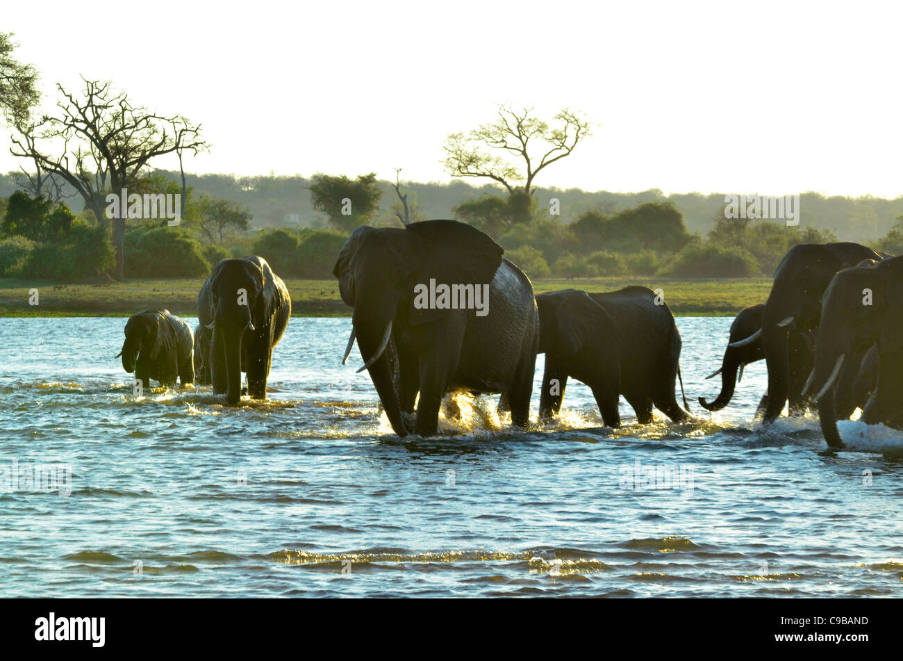 Zimbabwe is a small country boasting an incredible variety of landscapes and animals. Stock Photo