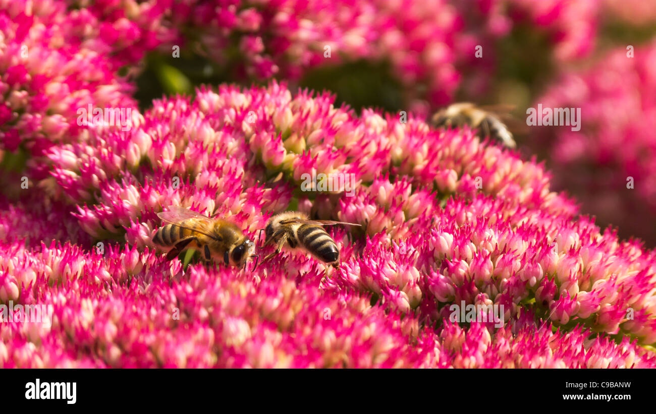 Bees on Flowers Stock Photo Alamy