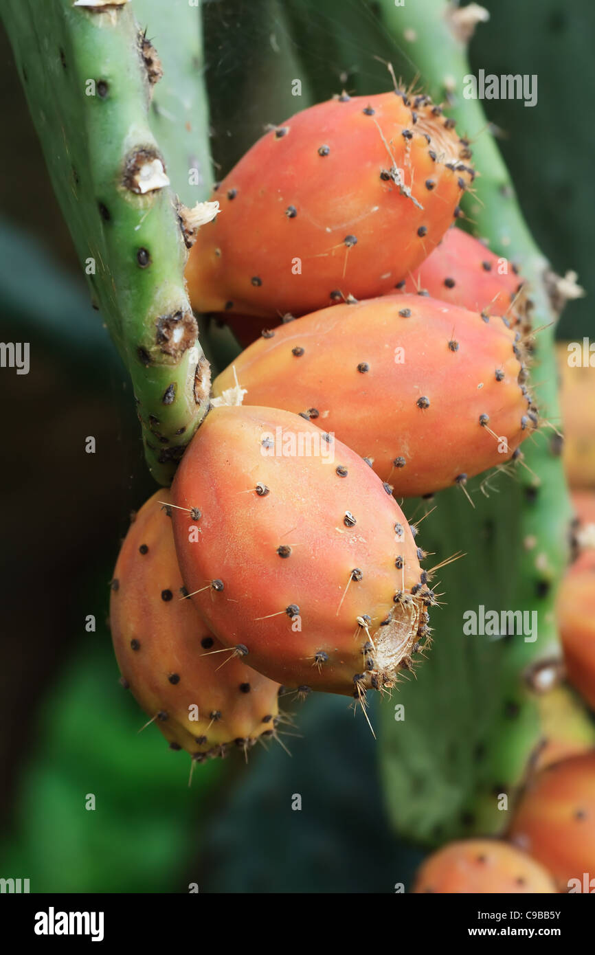 Ripe Indian figs on opuntia plant Stock Photo