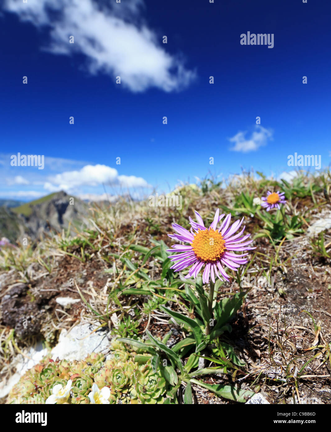 Alpine flora in Dolomites mountain on a sunny day Stock Photo