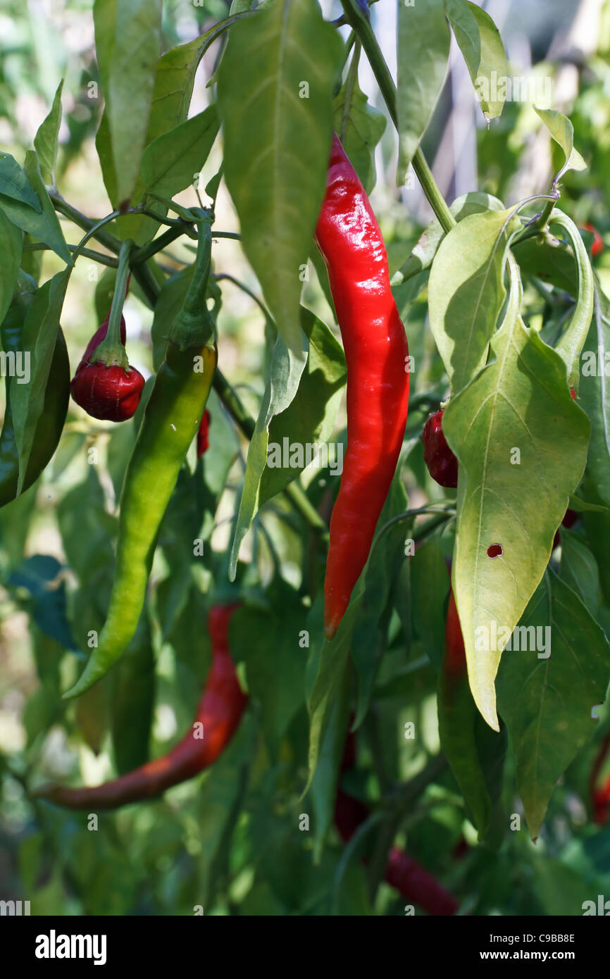 ripe chili peppers hang on a plant outddor Stock Photo
