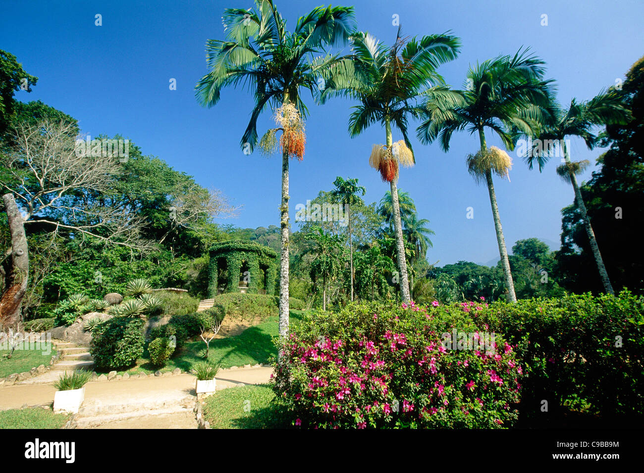 Palm Trees in the Jardim Botanical Garden, Rio de Janeiro, Brazil Stock Photo