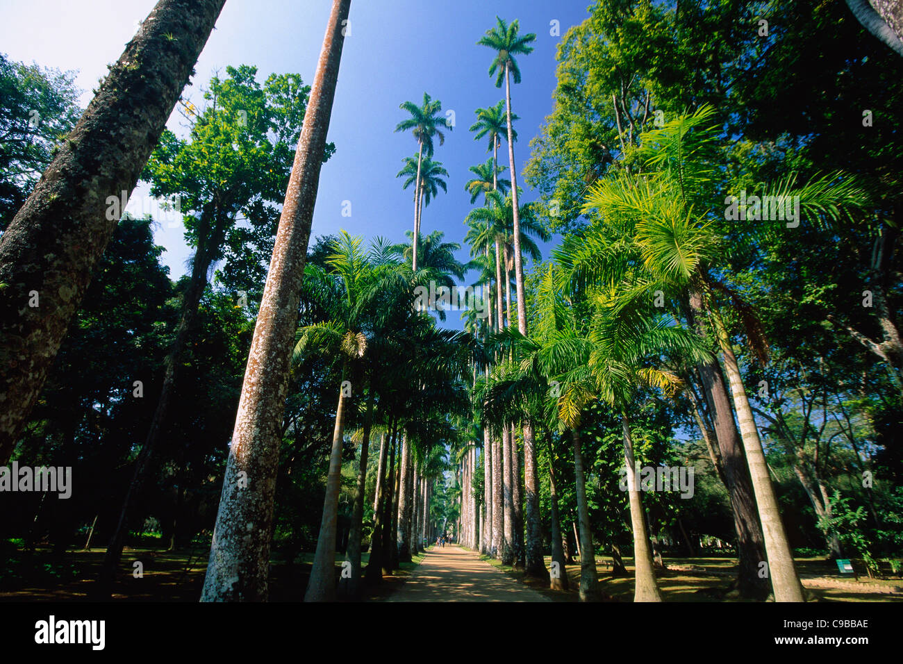 Walking Path with Palm Trees, Jardim Botanical Garden, Rio de Janeiro, Brazil Stock Photo