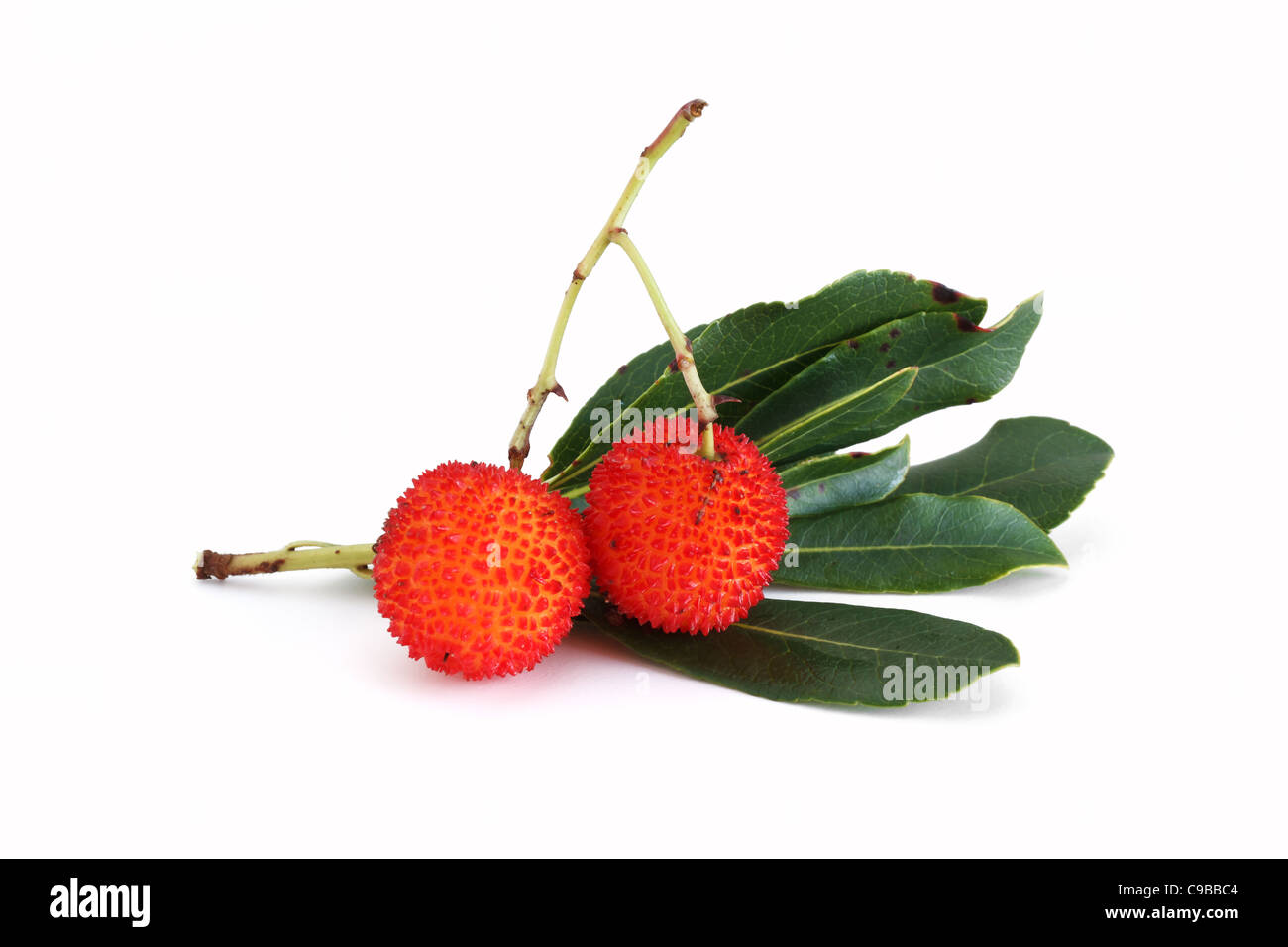 two arbutus fruits with leaves over white background Stock Photo