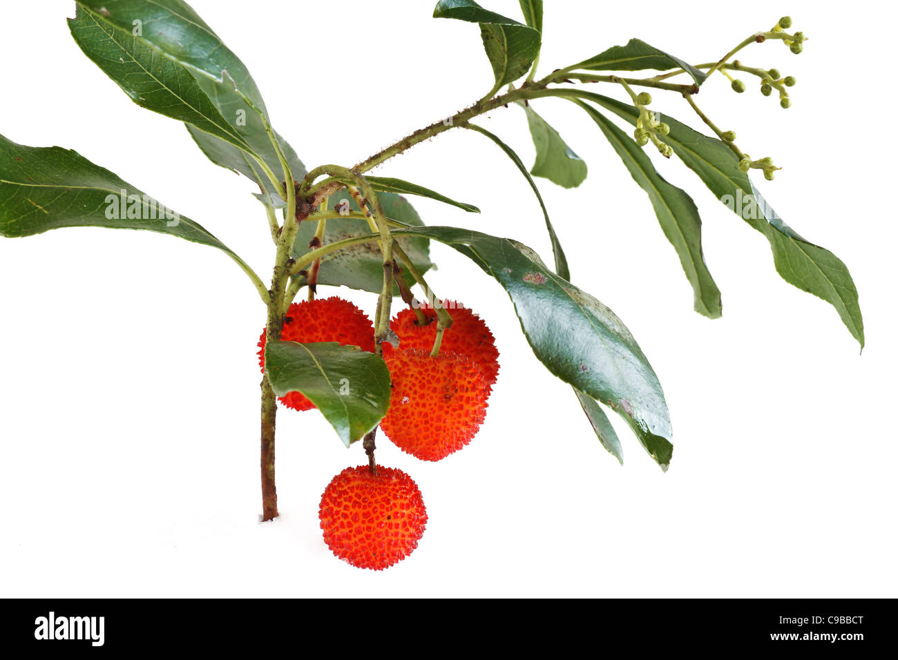 bunch of bayberry plant over white background Stock Photo