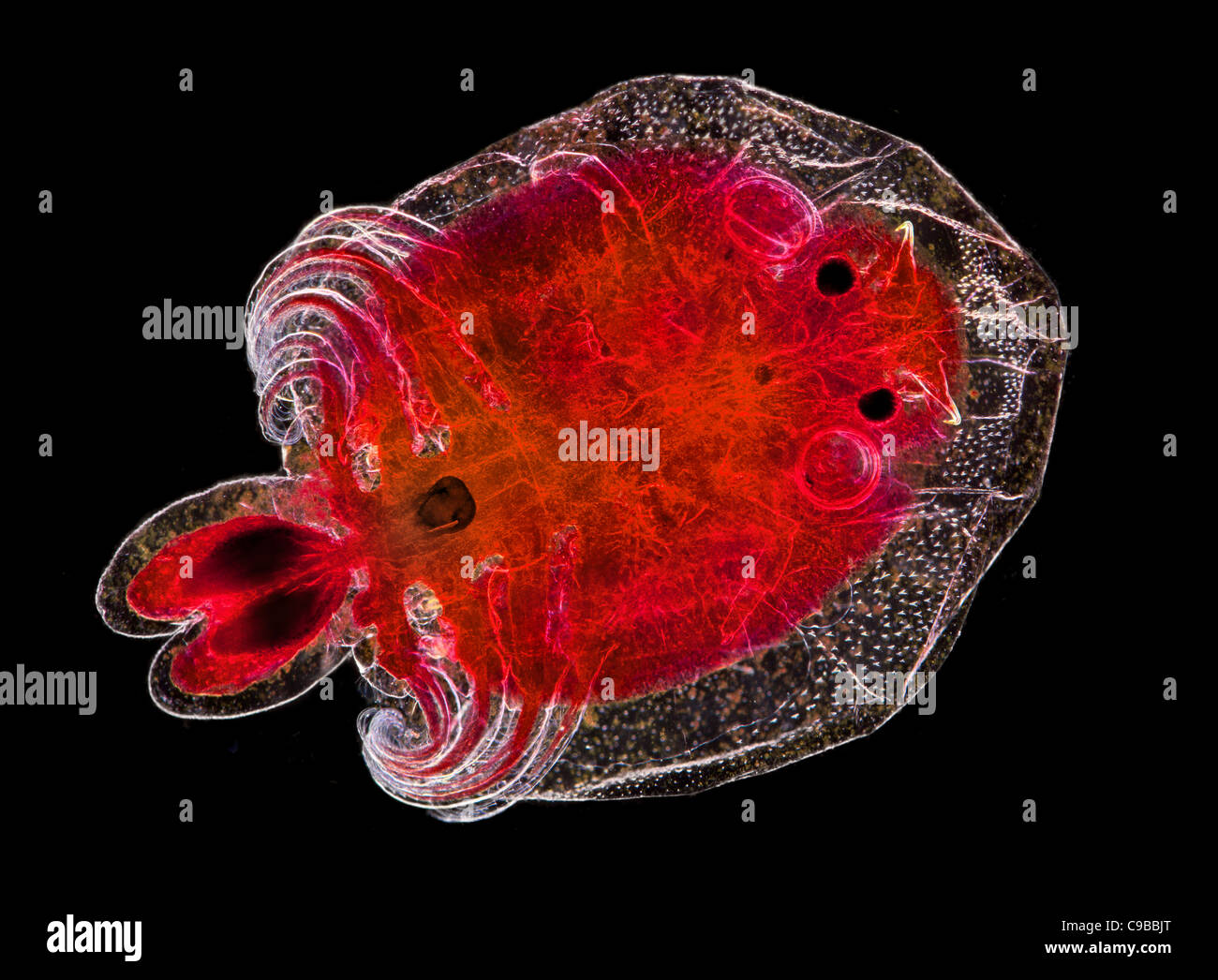 Argulus fish parasite, stained specimen, darkfield photomicrograph Stock Photo