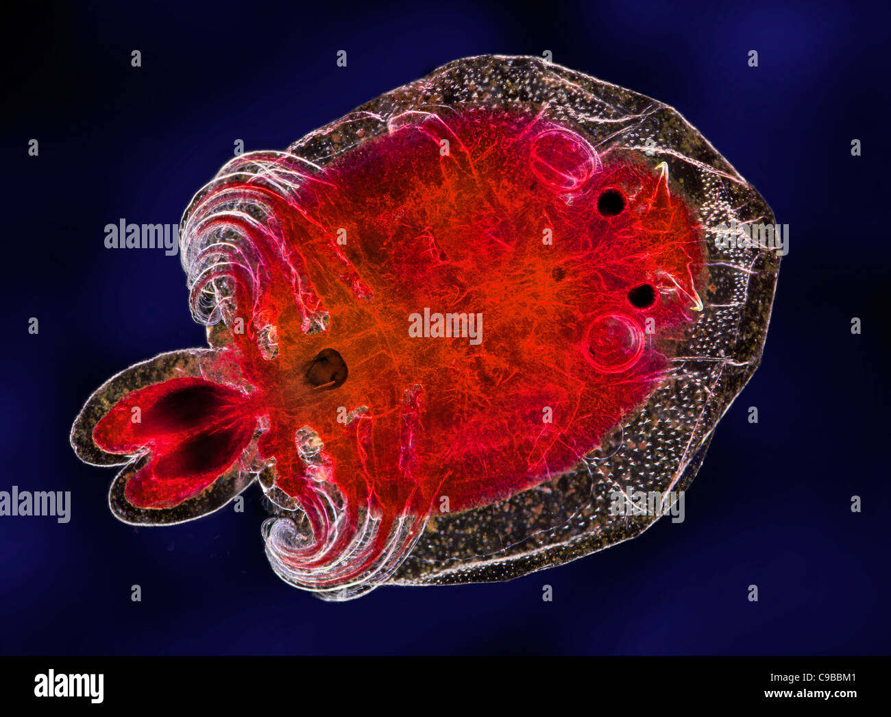 Argulus fish parasite, stained specimen, darkfield photomicrograph Stock Photo
