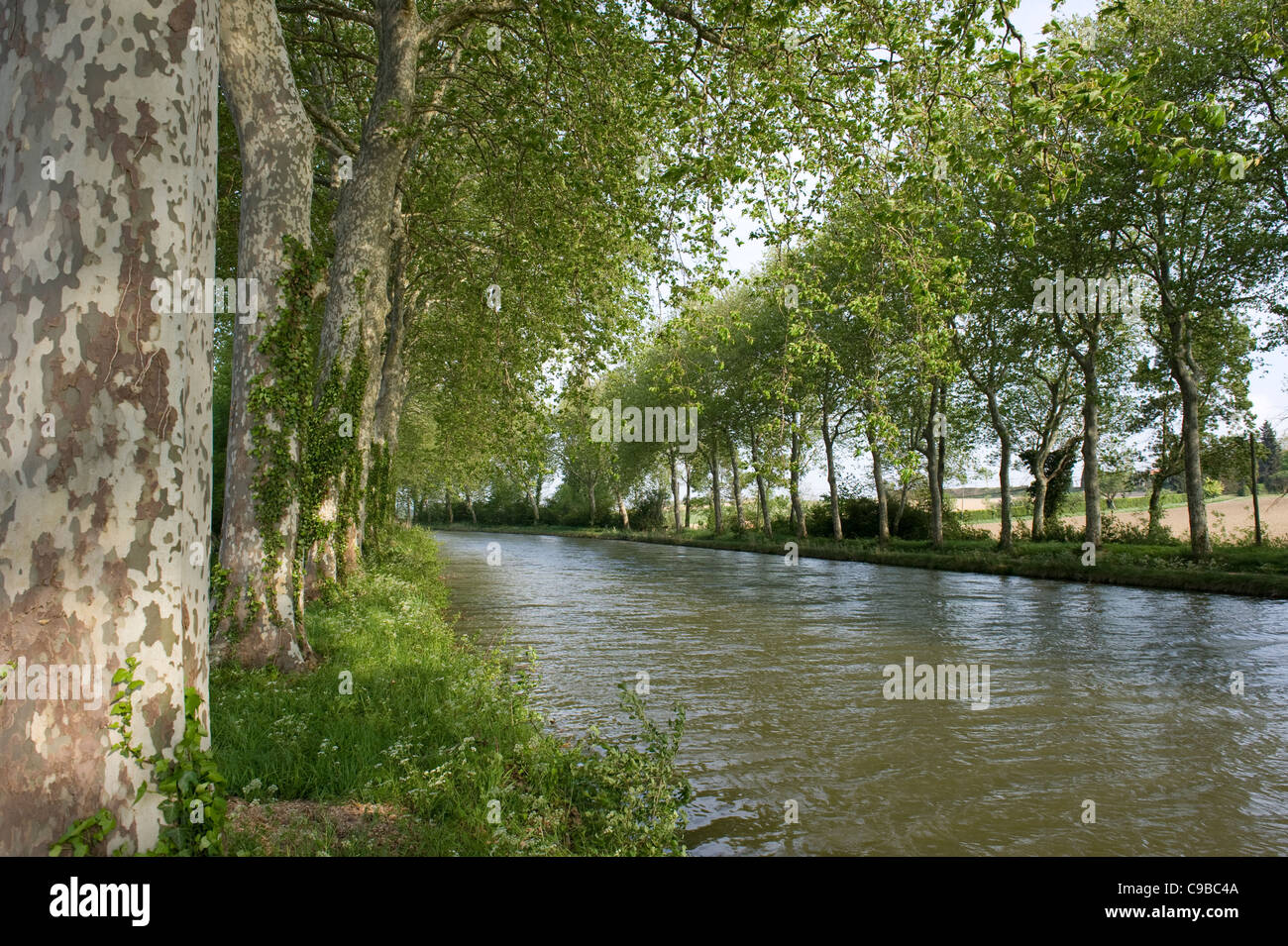 Tree alley and france hi-res stock photography and images - Alamy