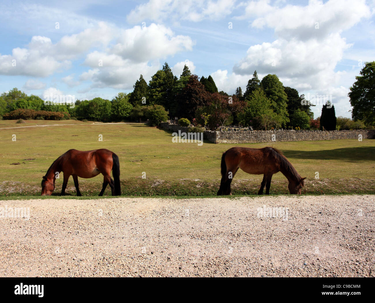 Horses and foals pictured grazing the grass in the New Forest National Park near Lyndhurst, Dorset, England, United Kingdom. Stock Photo