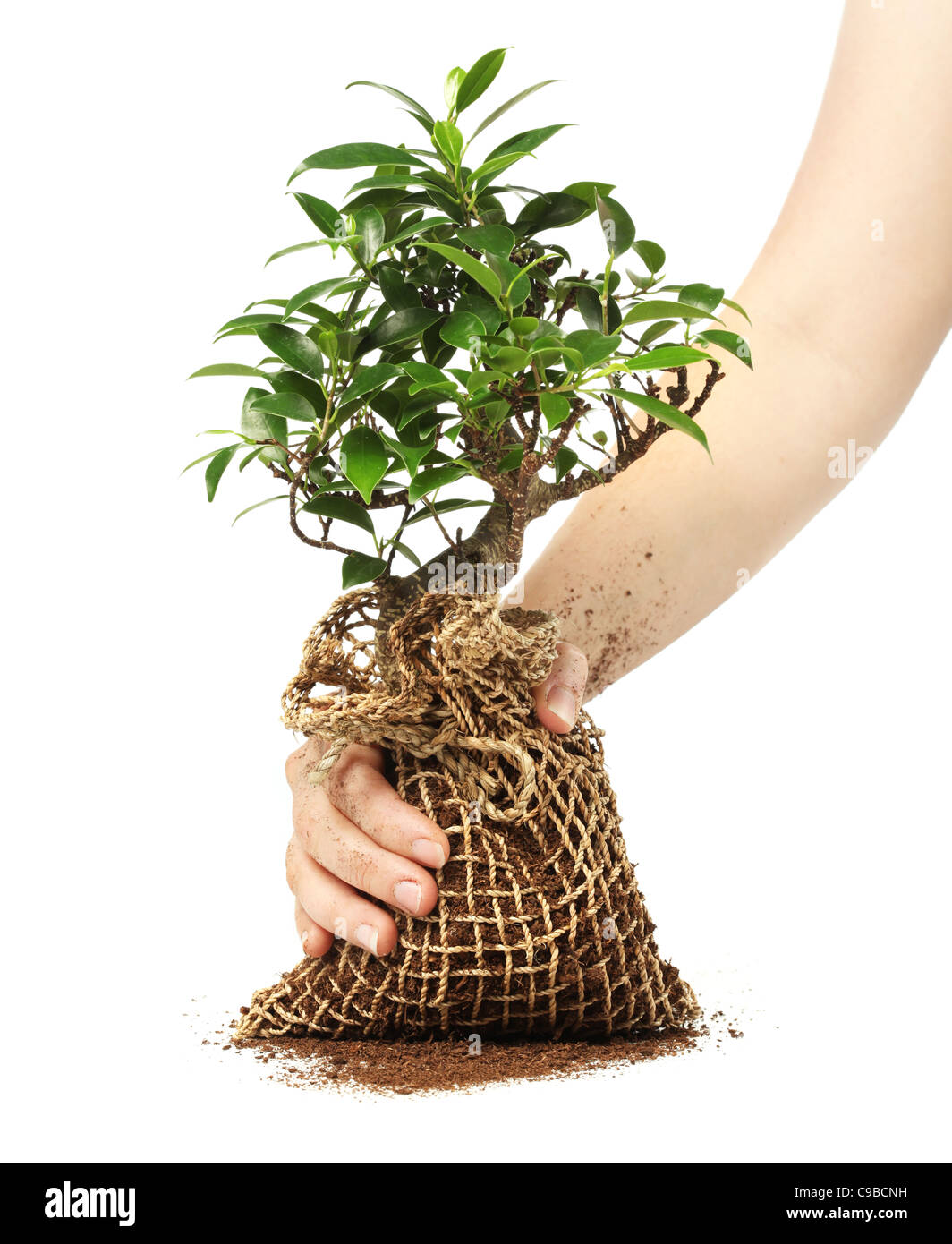 Bonsai tree isolated on white Stock Photo - Alamy
