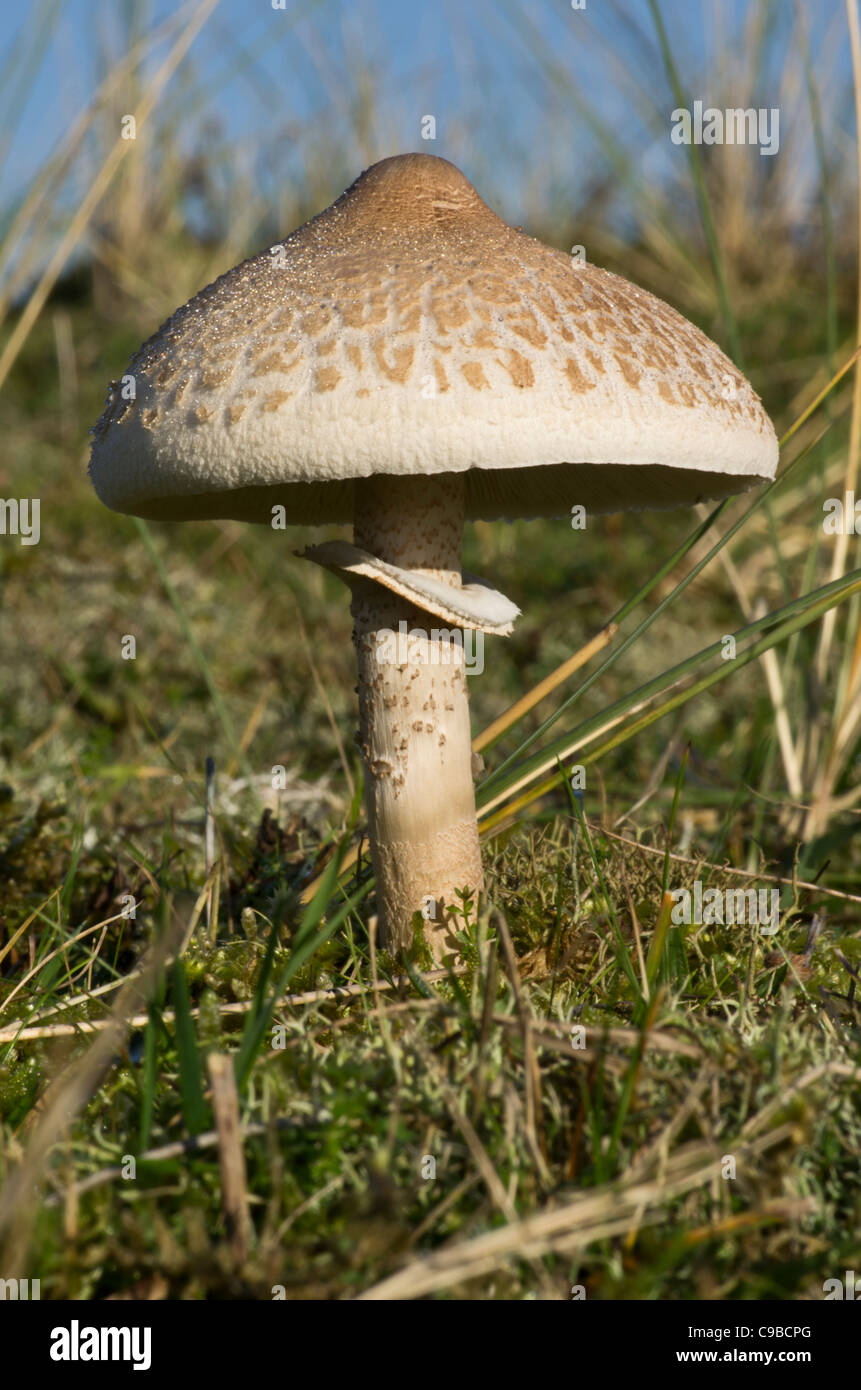 Parasol Mushroom near Aberffraw, Anglesey, a large edible easily