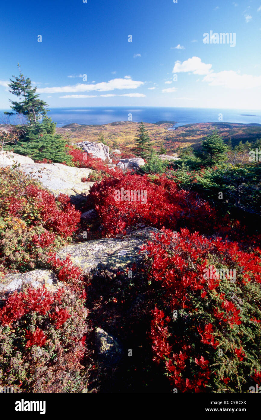 Berry Bushes Hi-res Stock Photography And Images - Alamy