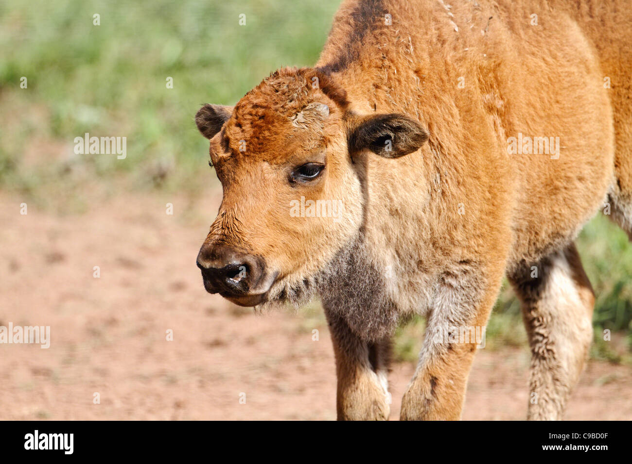up View Young Calf, Redington, New jersey Photo - Alamy