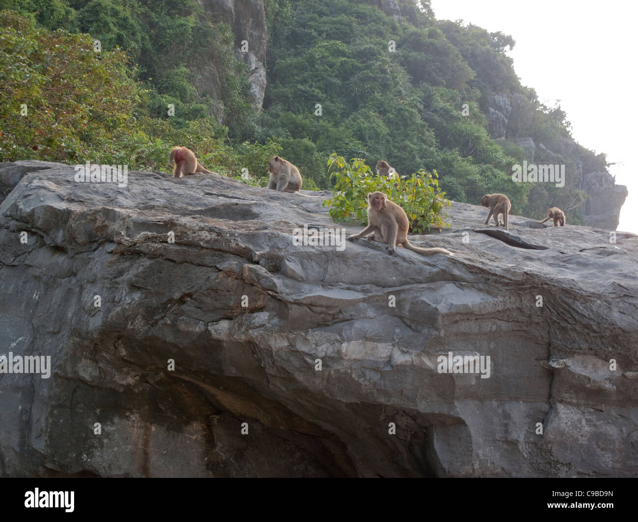 Primates sitting on a rock on the beach at Cat Ba, Monkey Island, in Halong Bay, Vietnam Stock Photo