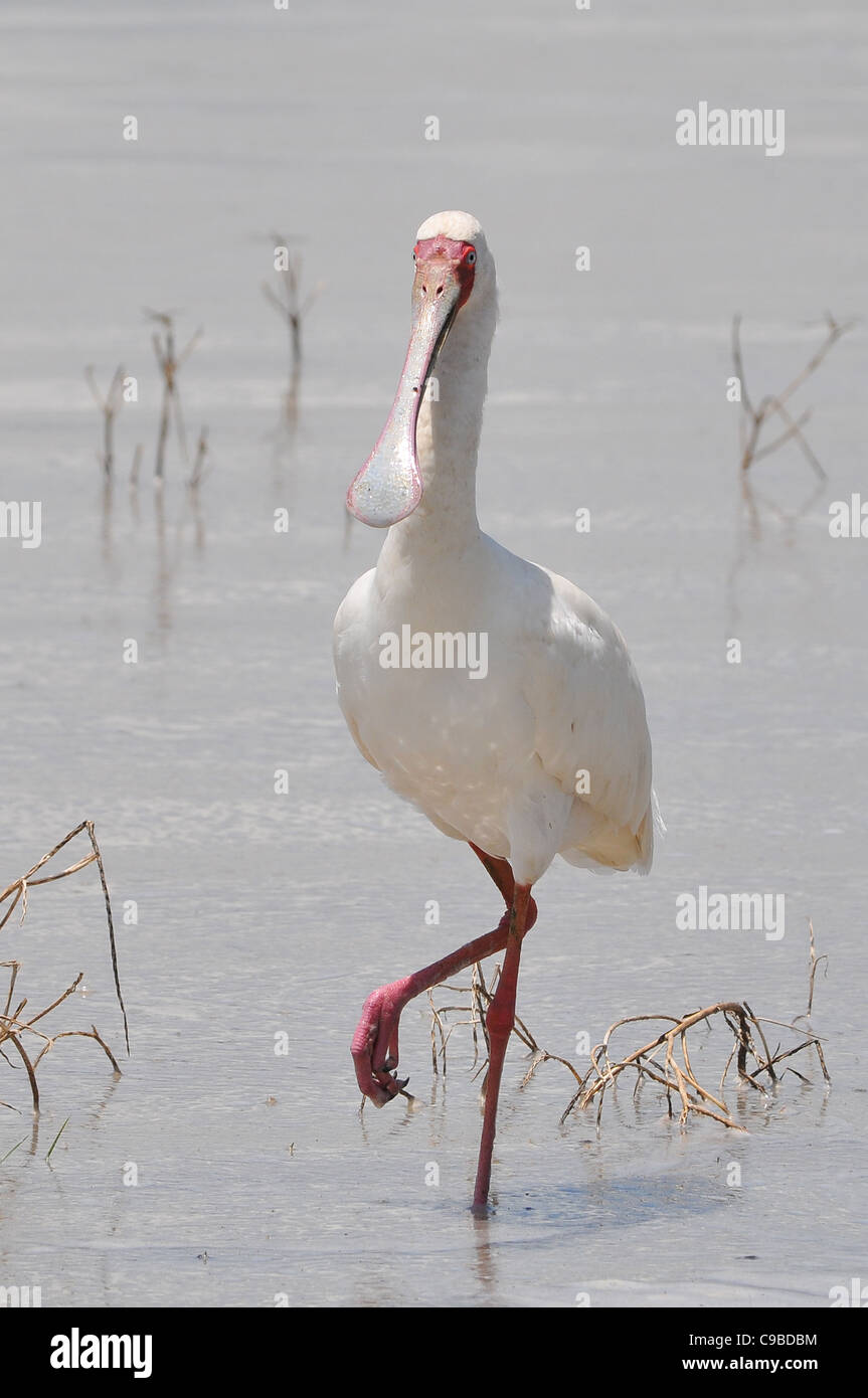 African spoonbill bird hi-res stock photography and images - Alamy