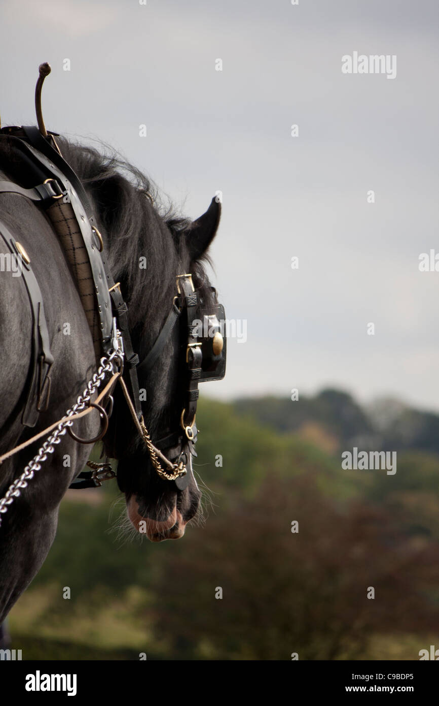 Shire Horse in the countryside with leather and brass harness, including blinkers. Stock Photo