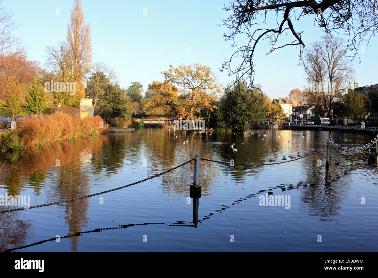 Carshalton Ponds Sutton South London England UK Stock Photo Alamy