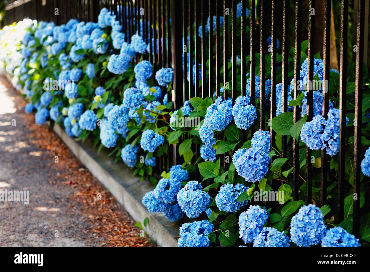 Blue Hydrangea Flowers Poking Through a Fence, Bellevue Avenue, Newport, Rhode Island Stock Photo