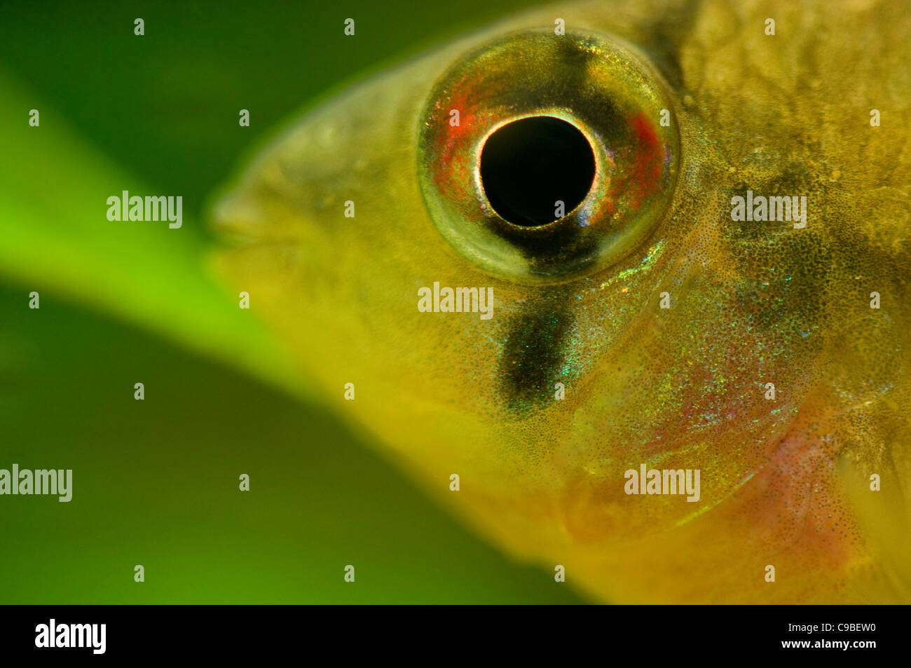 Microgeophagus altispinosus Stock Photo