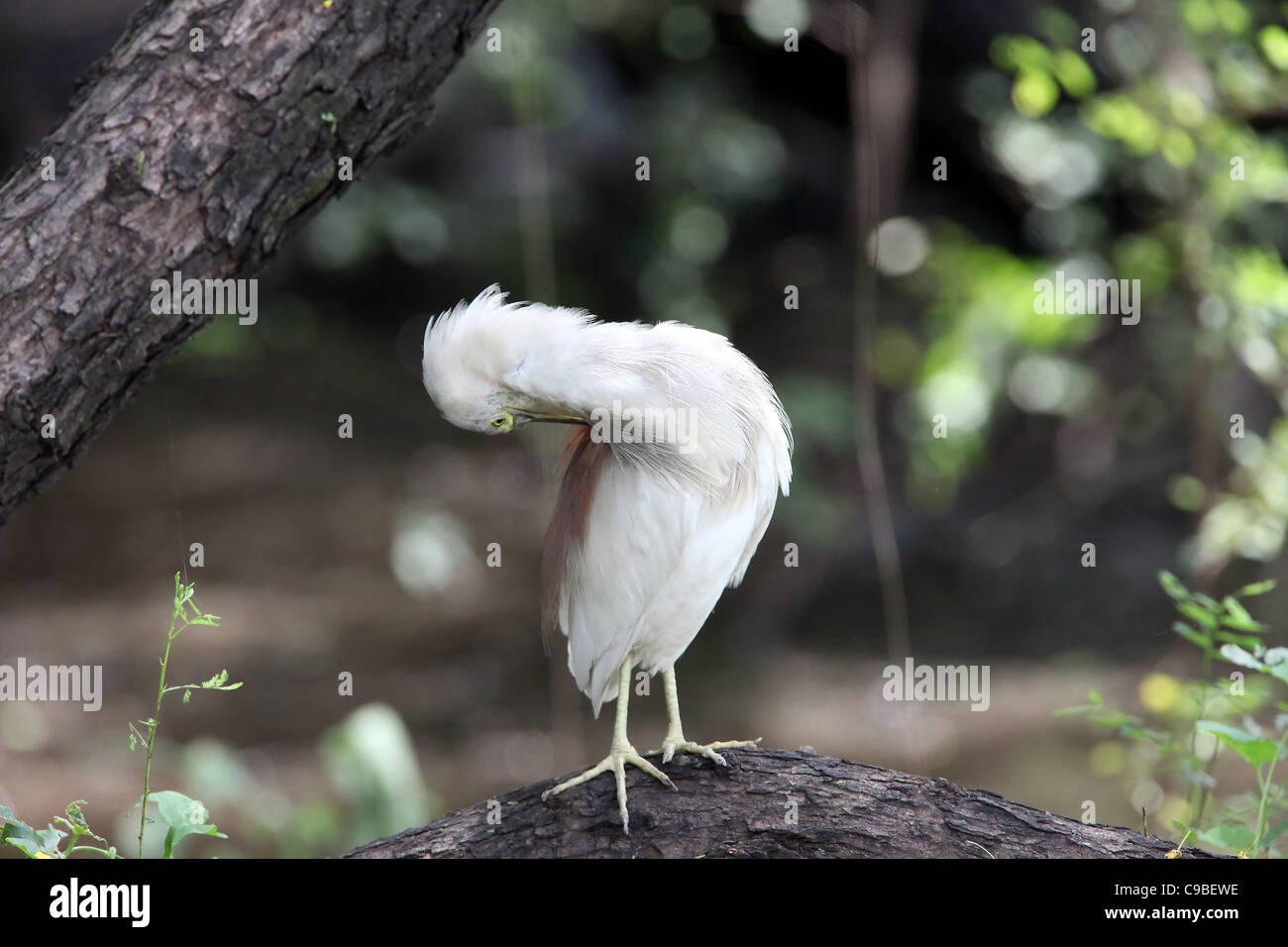 Birds Nature Egrets Wetland Bird Sanctuary Wildlife Stock Photo