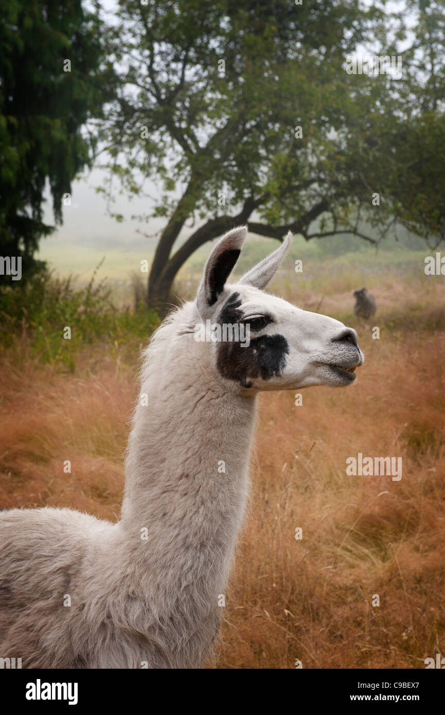 Llamas provide protection from predators such as coyotes and wolves to