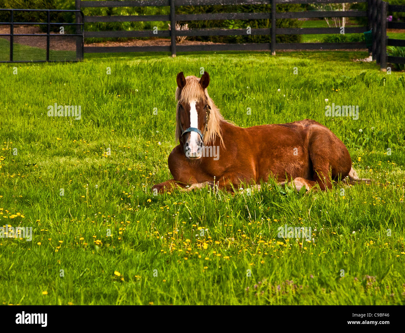 Farm horse laying down in a spring pasture with yellow buttercup Stock
