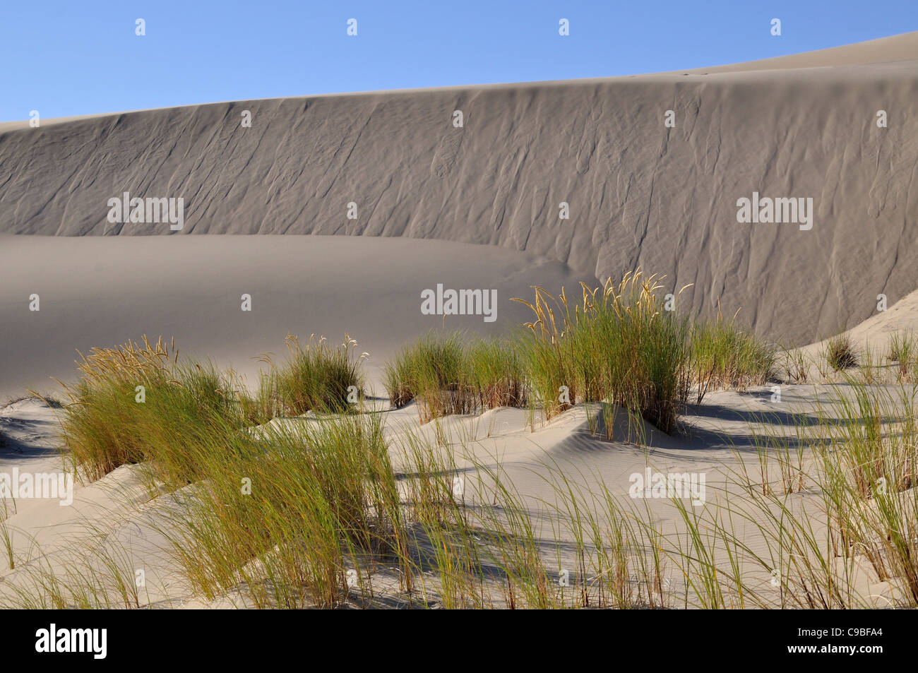 Sand and dunes from Oregon dunes national recreation area near