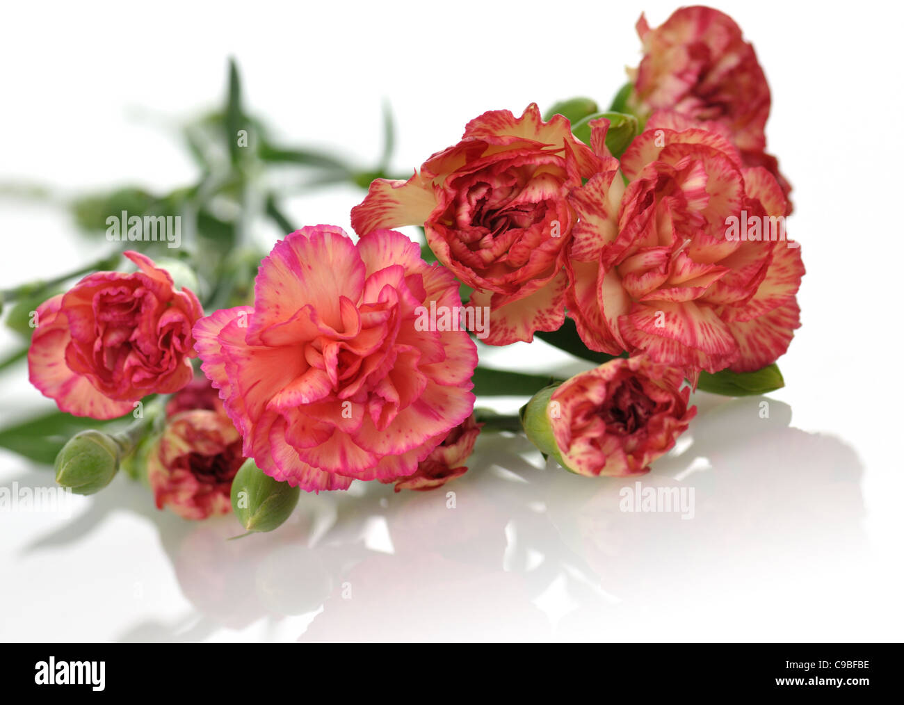 pink and red carnation flowers , close up Stock Photo