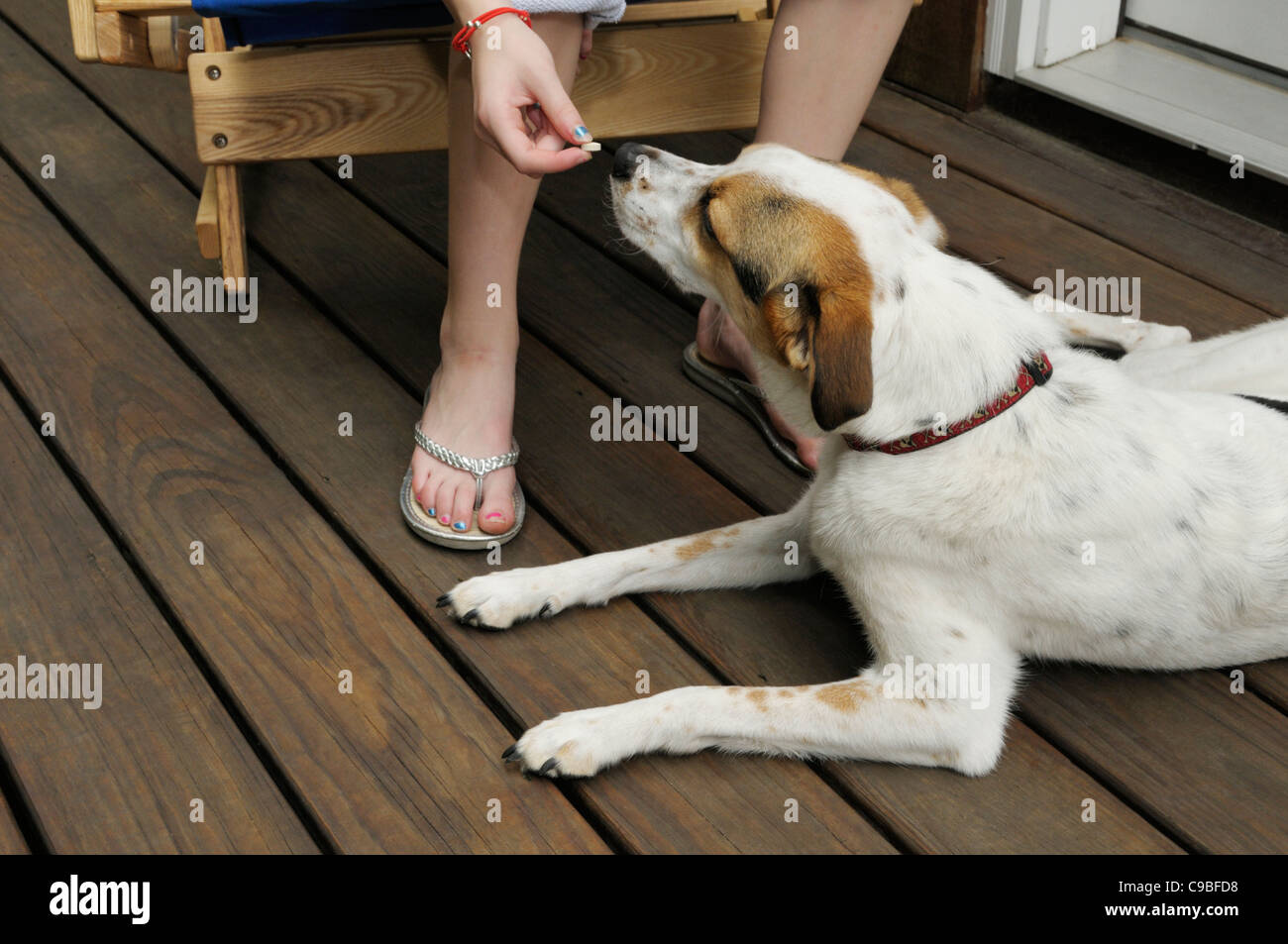 Do Dogs In San Diego Need Heartworm