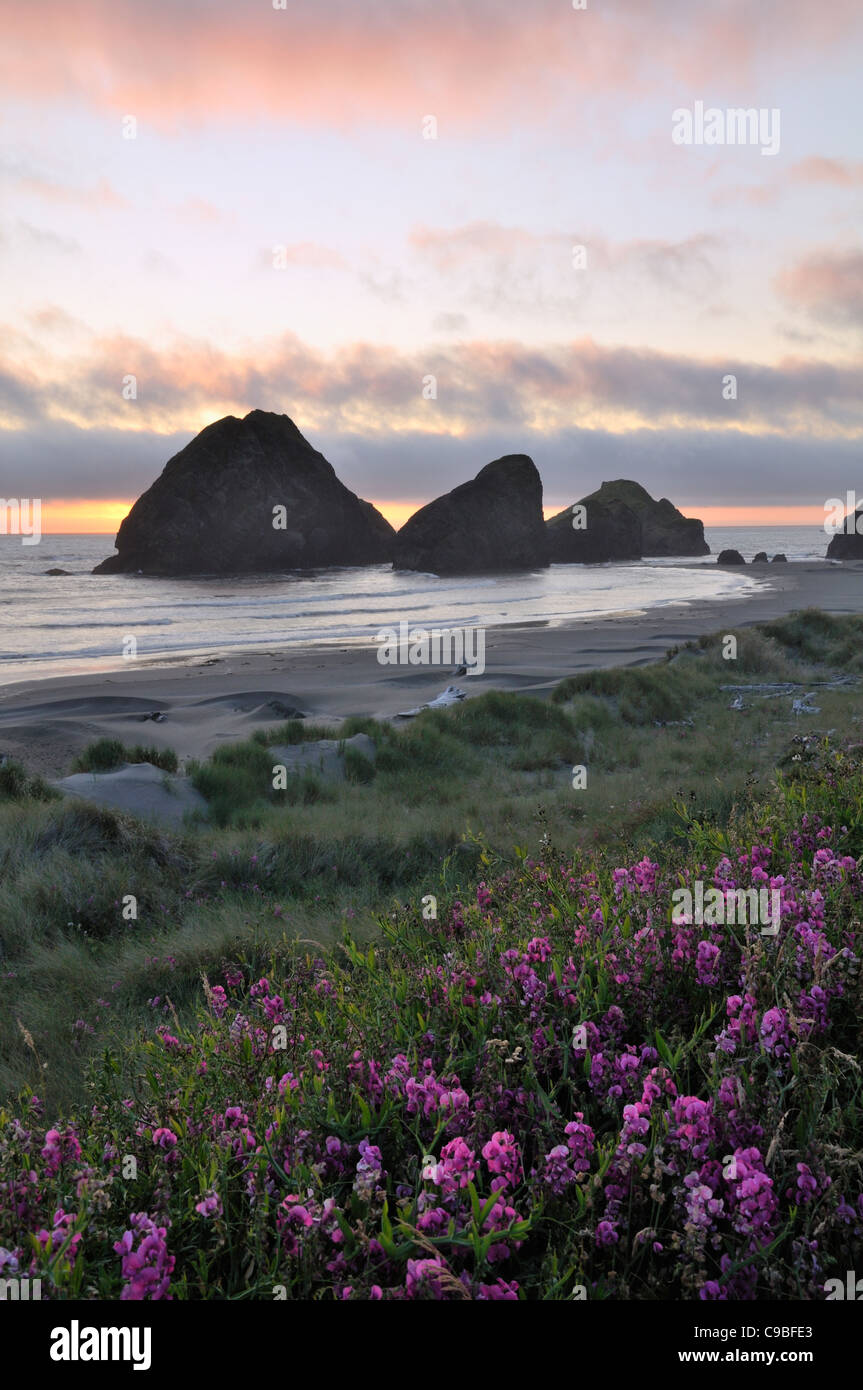 Evening Sunset Light On Oregon Coast Beach Between Gold Beach And Brookings Stock Photo Alamy